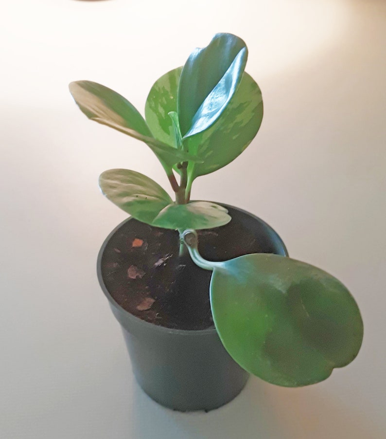 Marble Peperomia Obtusifolia Live plant 6 inches tall in a 4 pot image 2