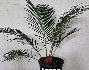 Sago Palm Cycas revoluta 6" Pot - 3 Sizes Available