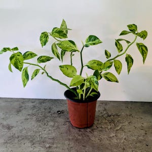 Variegated Devil's Backbone Plant – Dark Green on Light Green Leaves, Rooted in 4" Pot