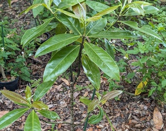 Lovely Southern Magnolia, 34 inches tall, 3 yrs old, fragrant white blooms