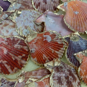 Puede incluir: Una colección de conchas de vieira con detalles dorados. Las conchas son de varios tonos de rojo, naranja y blanco.