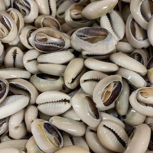 streng van 15 mm -19 mm gesneden witte kaurischelpen (50 stuks)