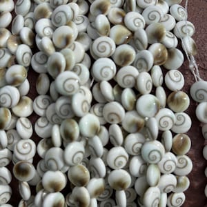 10mm Eye of Shiva Shell Coin Shaped Beads (Operculum)