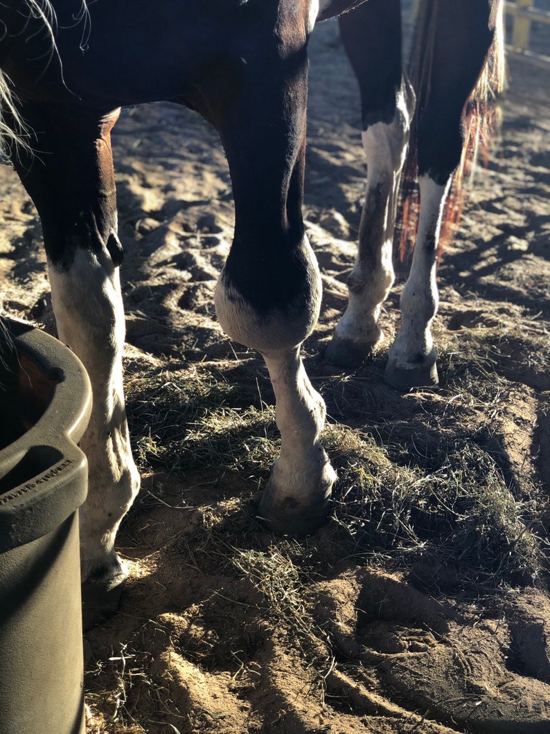 Ombre/'s Rescue Horsehair Raku