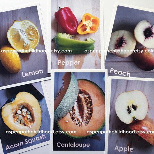 SEED STUDY Printable Fruits &amp; Vegetables Montessori - Etsy