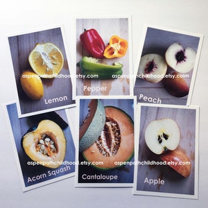 SEED STUDY Printable, Obst und Gemüse, Montessori, Charlotte Mason, Reggio, Vorschule, Homeschool, passende Karten, Naturstudie, Kinder