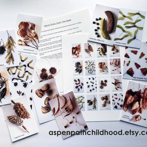 TREE SEEDS Tarjetas de estudio de la naturaleza imprimibles para Montessori, Charlotte Mason, Aula, Educación en el hogar, Reggio, Waldorf, Preescolar, Ciencia, Biomas