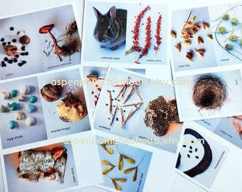 KARTY DO STUDIÓW NATURY, Do druku, Plakat, Charlotte Mason, Reggio, Montessori, Waldorf, Dopasowanie, Przedszkole, Edukacja domowa, Przyrodnik, Studium nasion