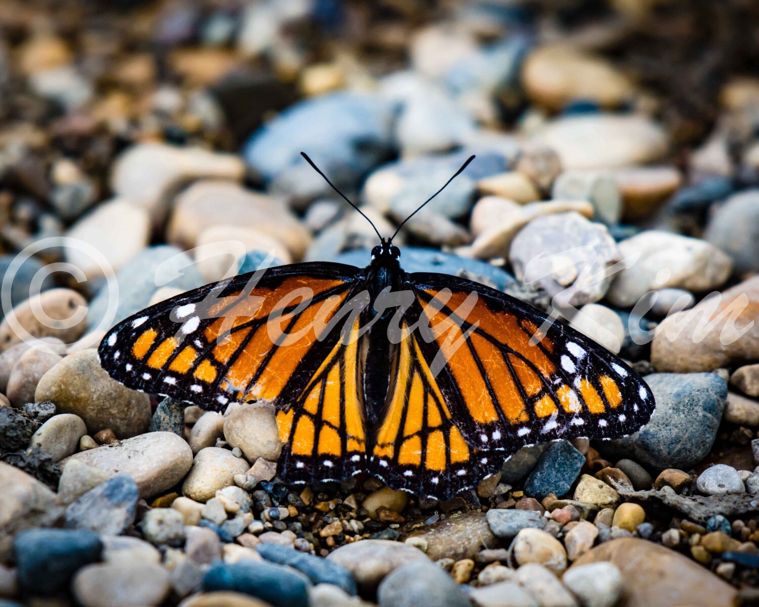 The Lucky Butterfly Monarch Butterfly Butterfly River Etsy