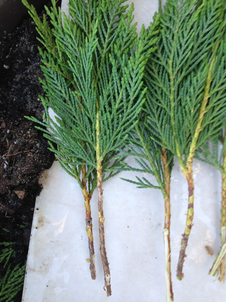 30Leyland Cypress Tree Cuttings 8 Long Fast Growing Etsy