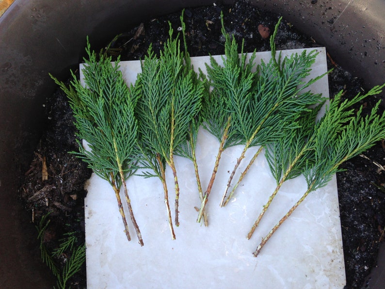 30Leyland Cypress Tree Cuttings 8 Long Fast Growing Etsy