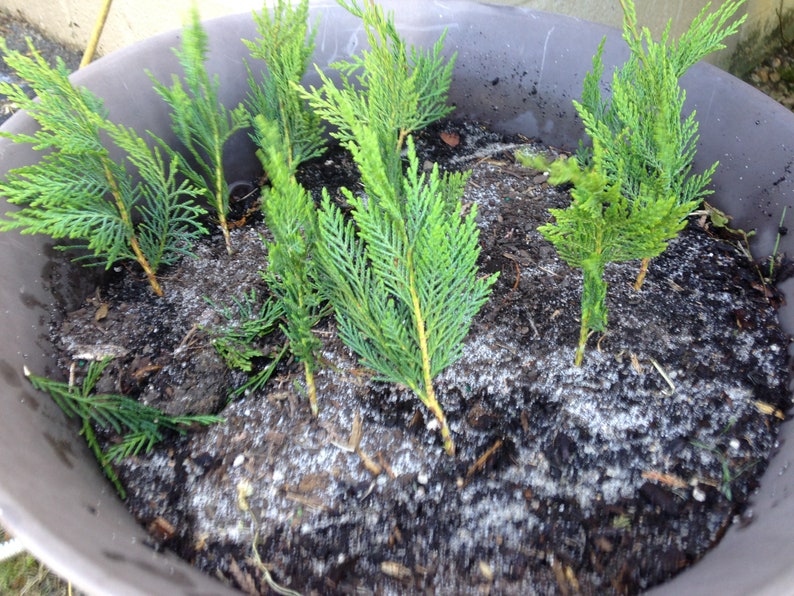 30Leyland Cypress Tree Cuttings 8 Long Fast Growing Etsy