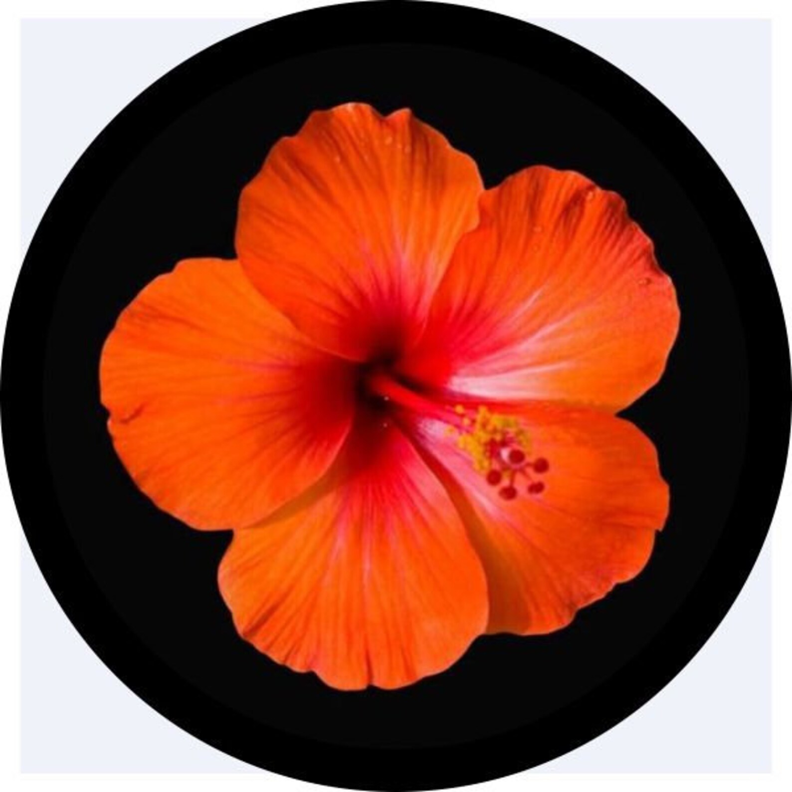 Hibiscus Flower real flower Spare Tire Cover Jeep Wrangler Etsy