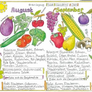 Könnte beinhalten: Eine handgezeichnete Illustration von saisonalen Früchten und Gemüse für August und September. Die Illustration ist in zwei Abschnitte unterteilt, einen für jeden Monat. Der August-Abschnitt zeigt Auberginen, Gurken, Tomaten, Brokkoli und Kirschen. Der September-Abschnitt zeigt Trauben, Mais, Birnen, Pilze und Pflaumen. Der Text unter jedem Abschnitt listet die Früchte und Gemüse auf, die für diesen Monat in Saison sind.