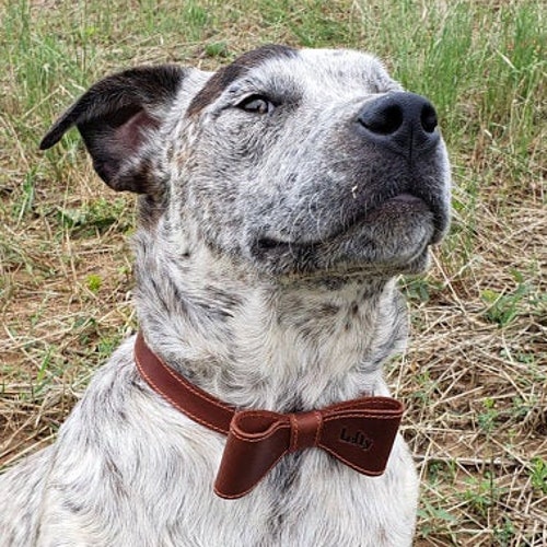 personalised dog bow tie