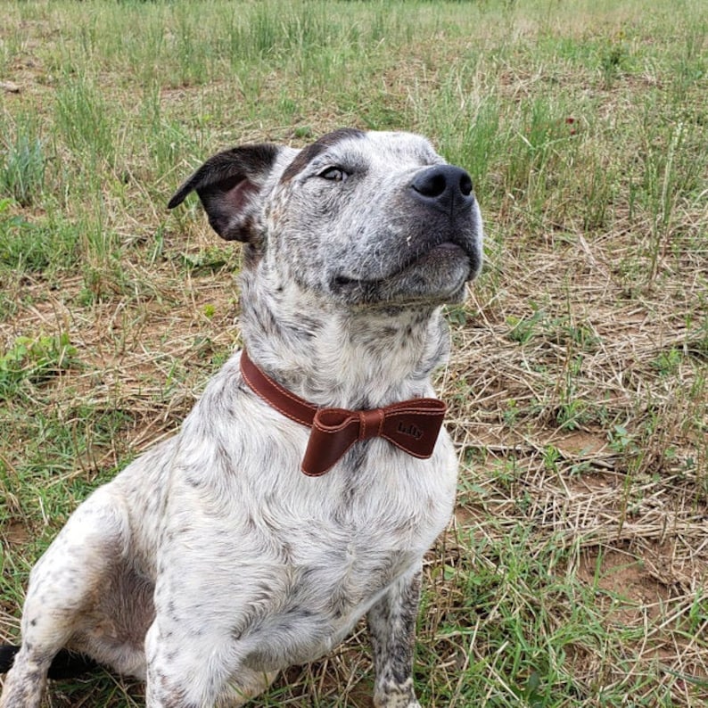 Personalized Dog Collar Bowtie Custom Dog Collar Leather Etsy