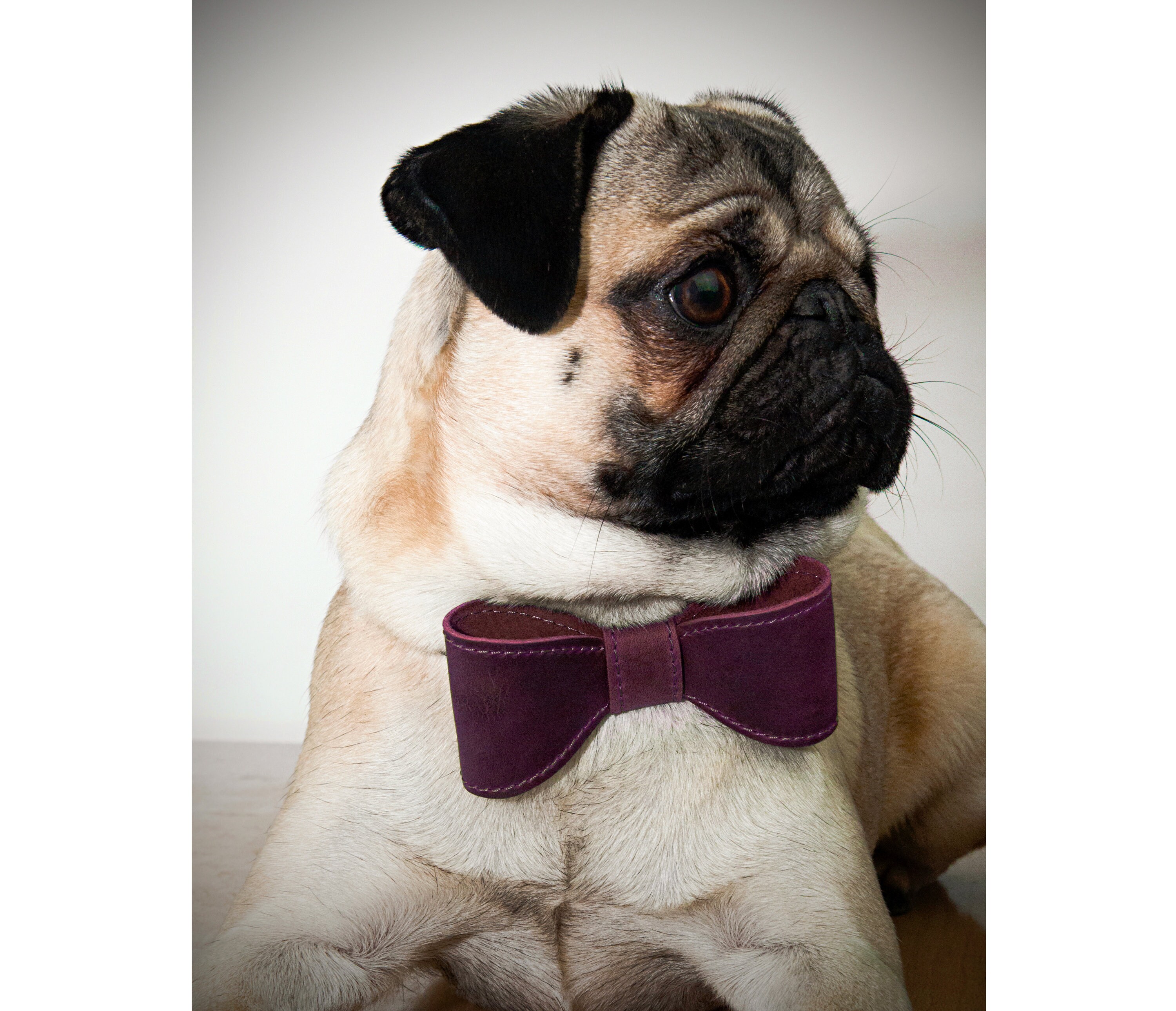 german shepherd show collar