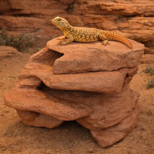 May include: A desert-themed terrarium setup featuring a reddish-brown rock formation. A lizard with a yellow and brown patterned body and orange tail rests on top of the rock. The background shows a desert landscape with sand and rock formations.
