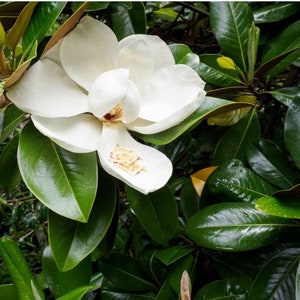 4 White Magnolia cuttings and 2 climbing pink rose cutting  as a gift.
