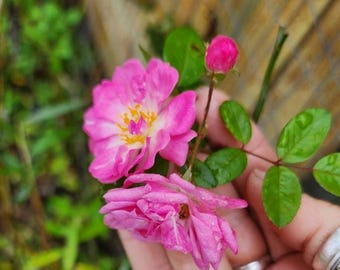 Peggy Martin Climbing Rose Starter Plant, Established Roots (In Pot)