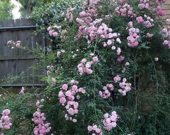 5 Climbing pink rose cuttings. Peggy Martin. You will also get an elderberry cutting as a gift.