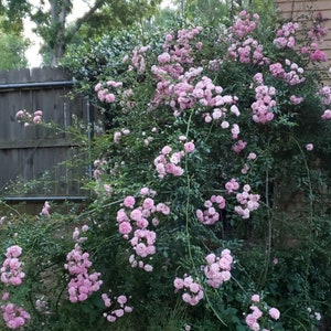 2 rooted climbing pink rose. Peggy Martin. You will also get 2 pink rose cuttings and Red Knockout rose cutting as a gift.