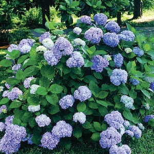 Rooted Blue Hydrangea Starter Plant – Organic Willow Tea Grown (3" Pot)