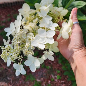 May include: A bouquet of white hydrangea flowers with green leaves. The flowers are in bloom and have a delicate, feathery texture.
