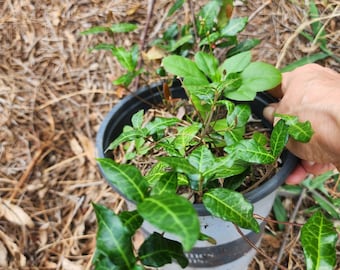 Rooted White Jasmine starter plant. Trachelospermum Jasminoides. 2 climbing pink rose unrooted cuttings (gift)