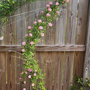 May include: A climbing rose plant with clusters of small, pink flowers and green leaves. The plant is growing against a weathered wooden fence. The fence has vertical planks and horizontal support beams. The plant is in a black rectangular pot.