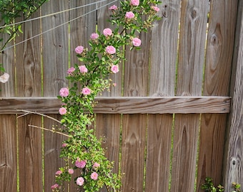 Peggy Martin Climbing Rose Starter Plant, Organic Willow Water, Hardy Hurricane Survivor (4" Pot)