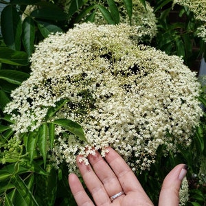 1 well rooted Elderberry plant.
