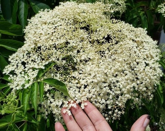 May include: A close-up of a large cluster of white elderflower blossoms on a green bush. A hand with a silver ring is reaching towards the flowers.