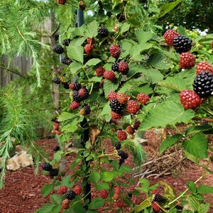 Well rooted Thornless Blackberry starter plant. Organic