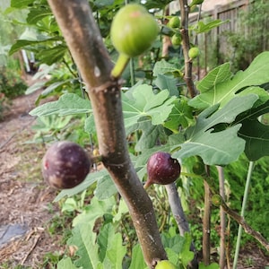 May include: Close-up of a fig tree branch with green and purple figs. The figs are at different stages of ripeness, with some still green and others a deep purple. The leaves are large and green, with a textured surface.
