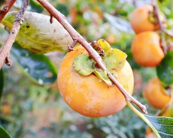 3 FUYU persimmons cutting and  Elderberry or blackberry cutting as a gift of your choice.