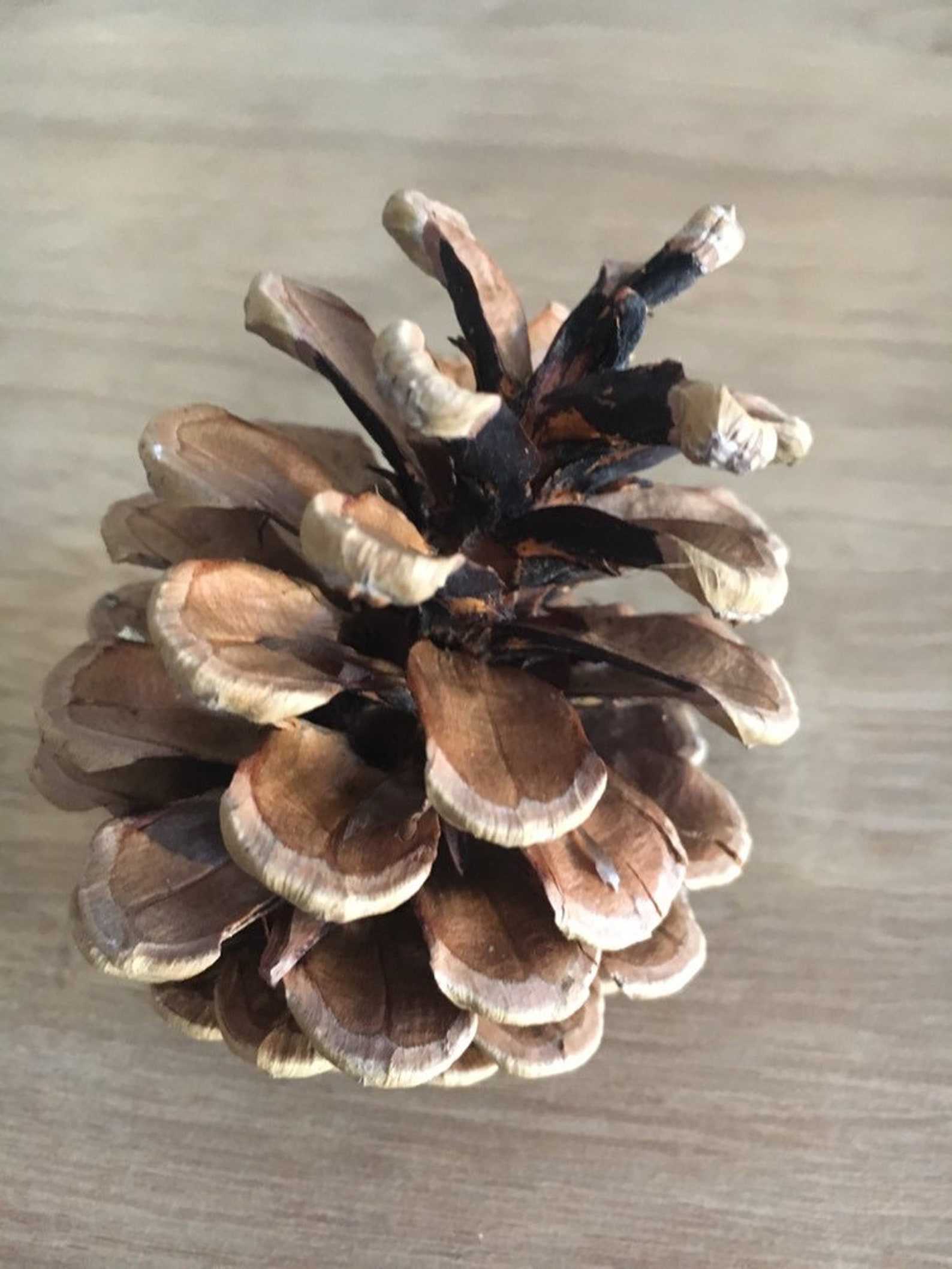 Fresh Pine cones 30 selectively picked 7 10cm Etsy