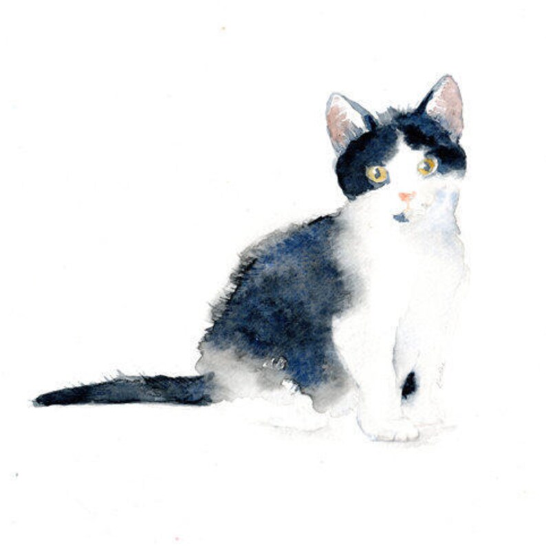 nero indiano micio