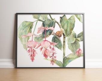 Medinilla Art Print - Tropical Flower Wall Decor - Botanical Watercolor Poster - Nature Inspired Home Art