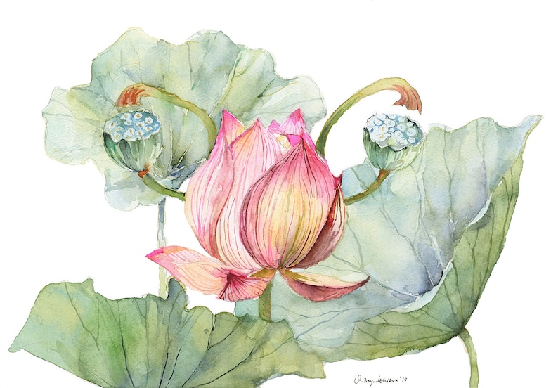 Floral Uterus Female Anatomy Lotus Art Print Watercolor Etsy