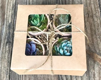 Succulent gift box of 4 live succulents in terra cotta pots