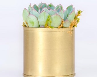 Metal Gold Planter With Live 3 inch Succulent