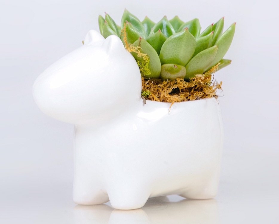 Dog Planter In 3 Inch With Live Succulent