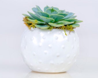 White Round Planter With Live 3 inch Succulent