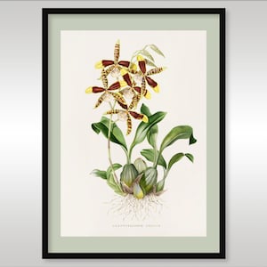 Odontoglossom Grande de James Bateman 1811-1897 ~ Impresión artística de reproducción de calidad ~ Ilustración botánica ~ Flores ~ Plantas