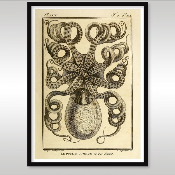 Le Poulpe Commun ~ Octopus ~ Reproduction Print ~ Free Shipping to UK Customers