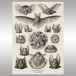 INSTANT DOWNLOAD ~ Chiroptera. Fledertiere ~ Bats ~ Art Forms in Nature ~ Ernst Haeckel ~ Reproduction Art Print