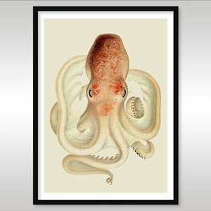 Velodona~Octopus von Ewald Rübsamen ~ Reproduktion Kunstdruck ~ Oktopus ~ Meerestiere ~ Leben im Ozean