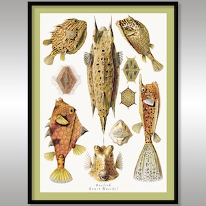Ernst Haeckel ~ Boxfish ~ Art Forms in Nature ~ Reproduction Art Print ~ Science ~ Nature ~ Fish ~ Sea Creatures
