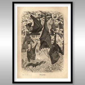 Ilustracja nietoperza w stylu vintage ~ Historia naturalna ~ Chiroptera ~ Reprodukcja wydruku artystycznego ~ Nietoperze ~ Drzewa